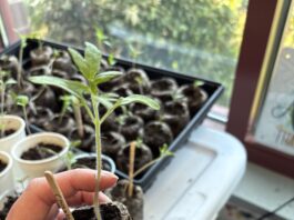 Kindergarten Plant Science